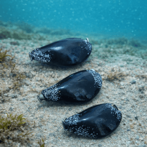 χειροποίητο μολύβι ομοίωμα μυδιού tai rubber φυσικό χρώμα